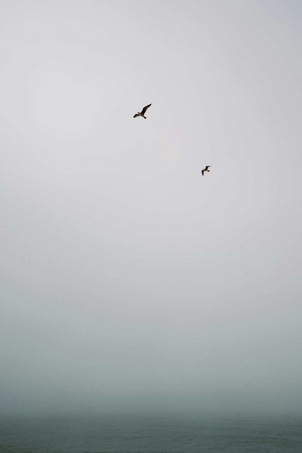 dois pássaros voando sobre o oceano em um dia de nevoeiro