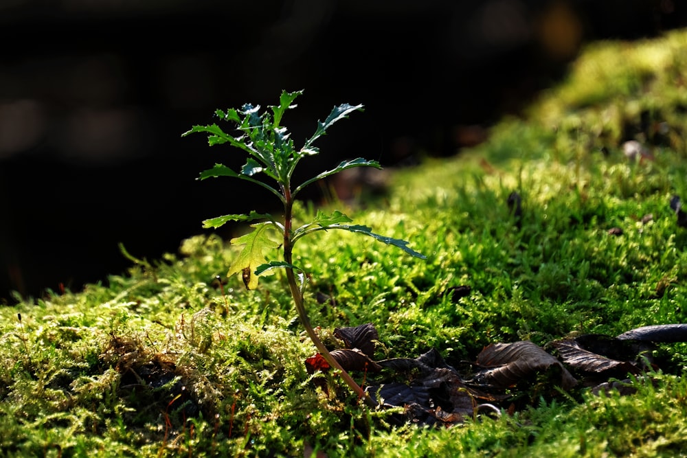 a small plant sprouts out of the moss
