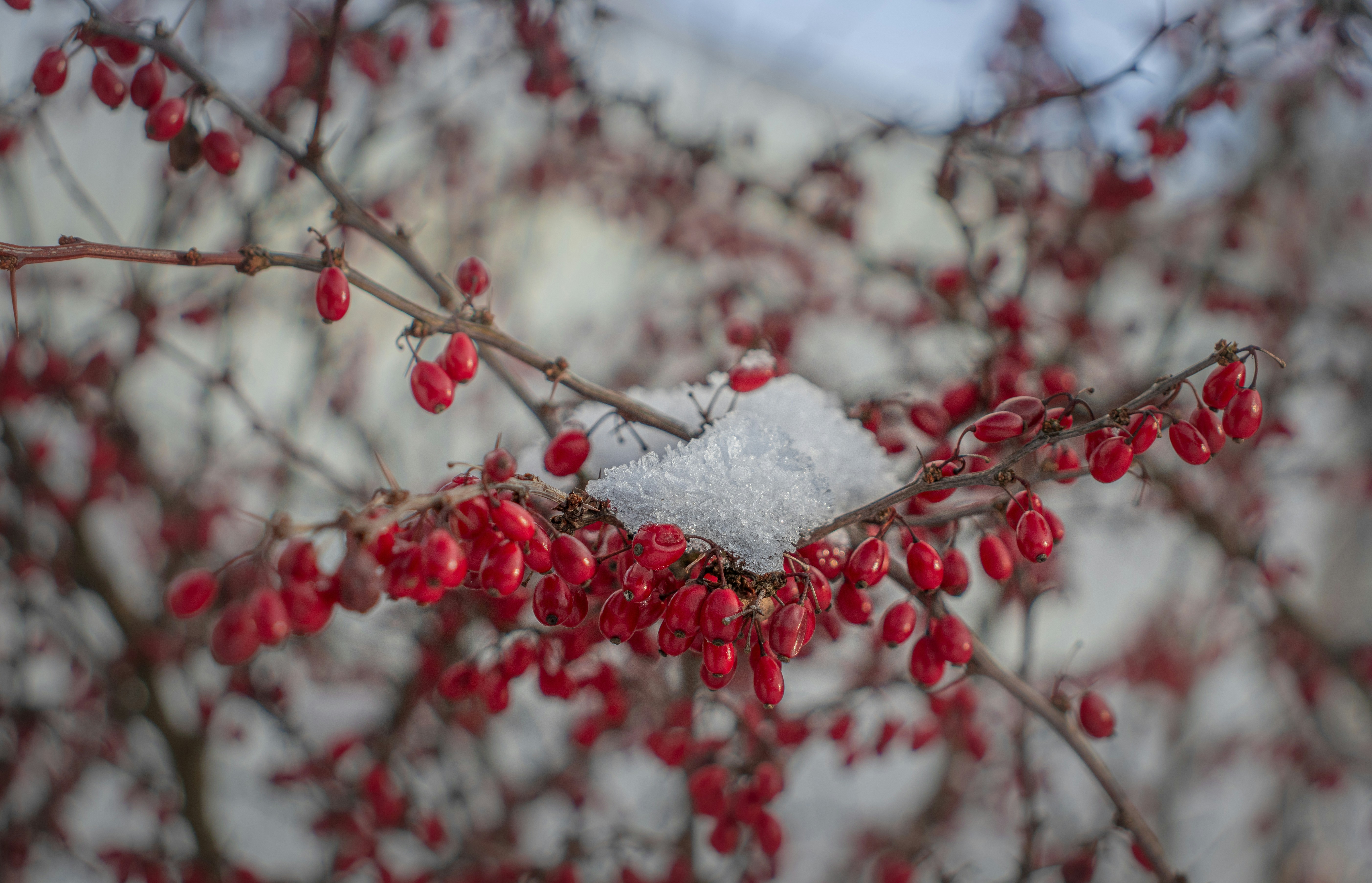 Photo by greenmood