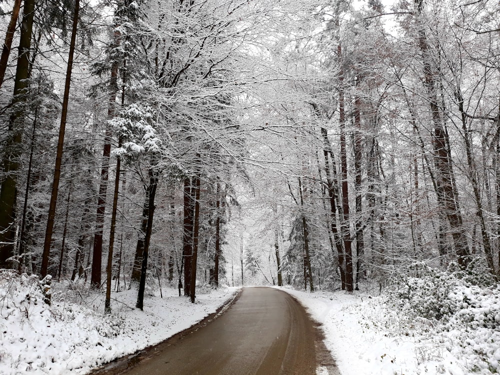 a snow covered road in the middle of a forest