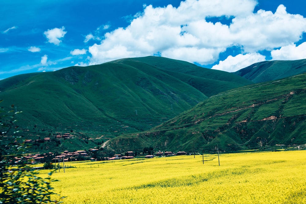 a field of yellow flowers with a mountain in the background