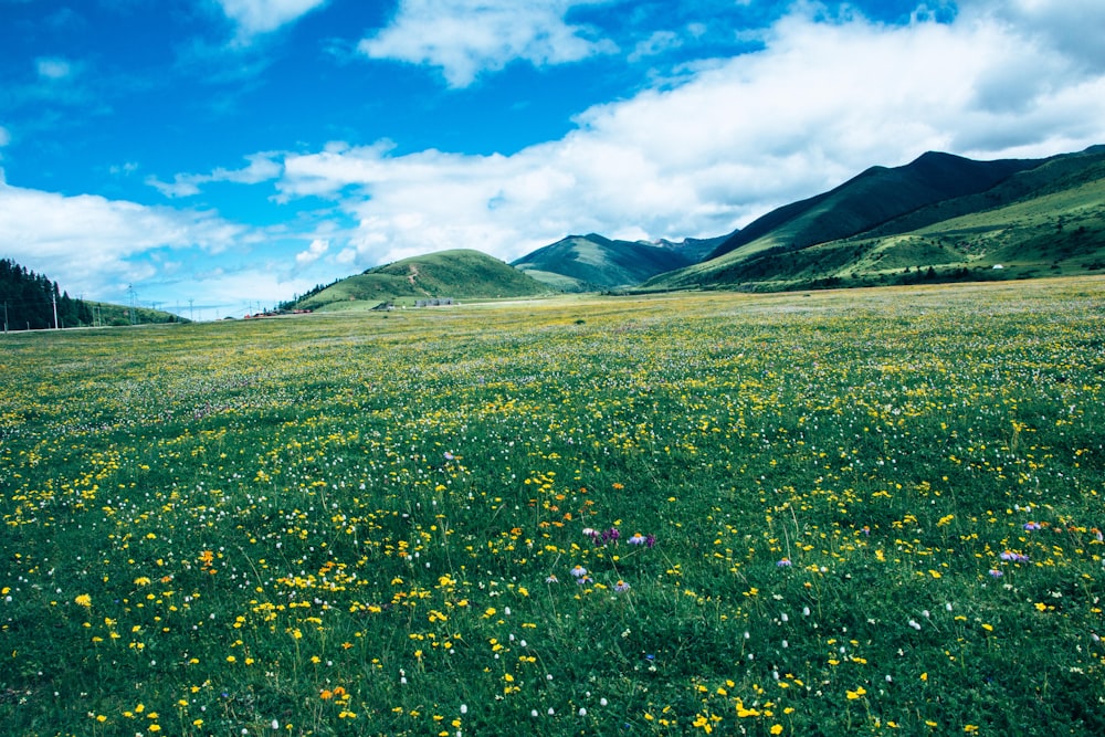 a field of wildflowers with mountains in the background