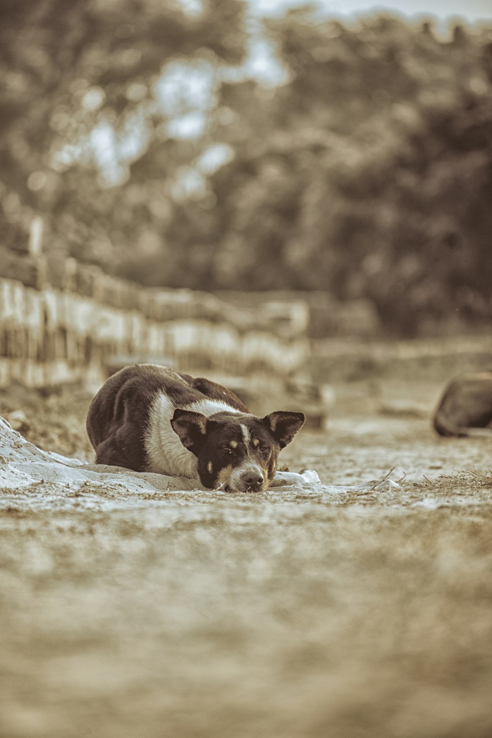 a black and white dog laying on the ground