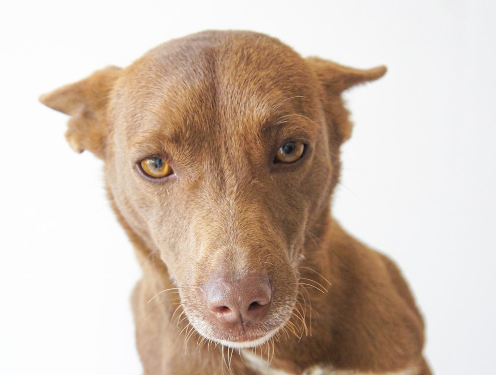 a close up of a dog with a white background