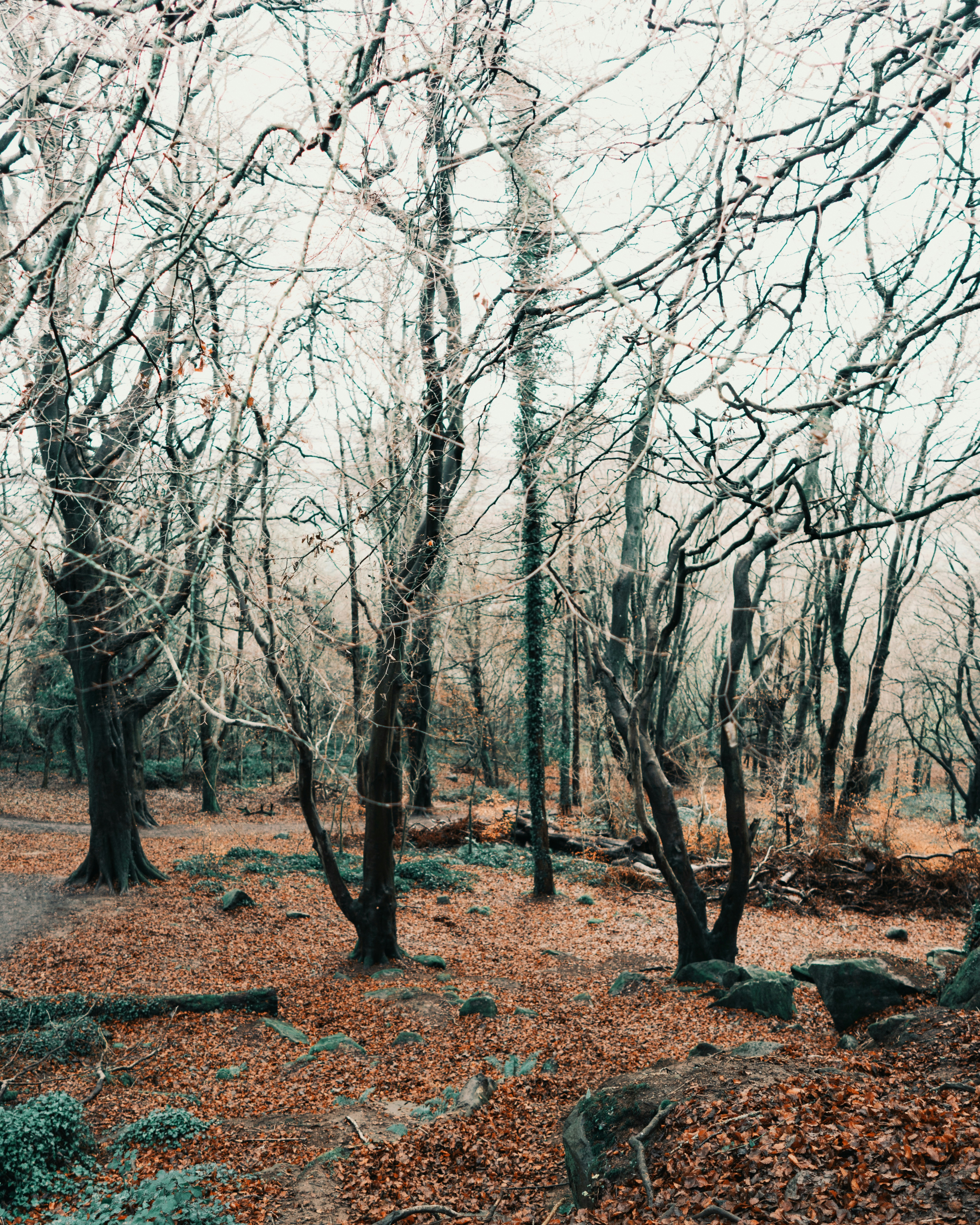 a forest filled with lots of leaf covered trees