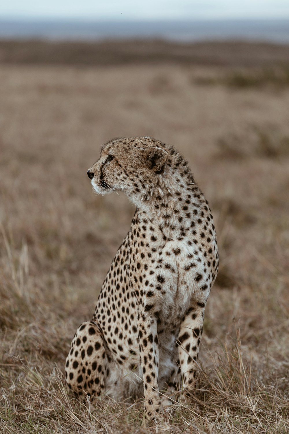 a cheetah sitting in the middle of a field