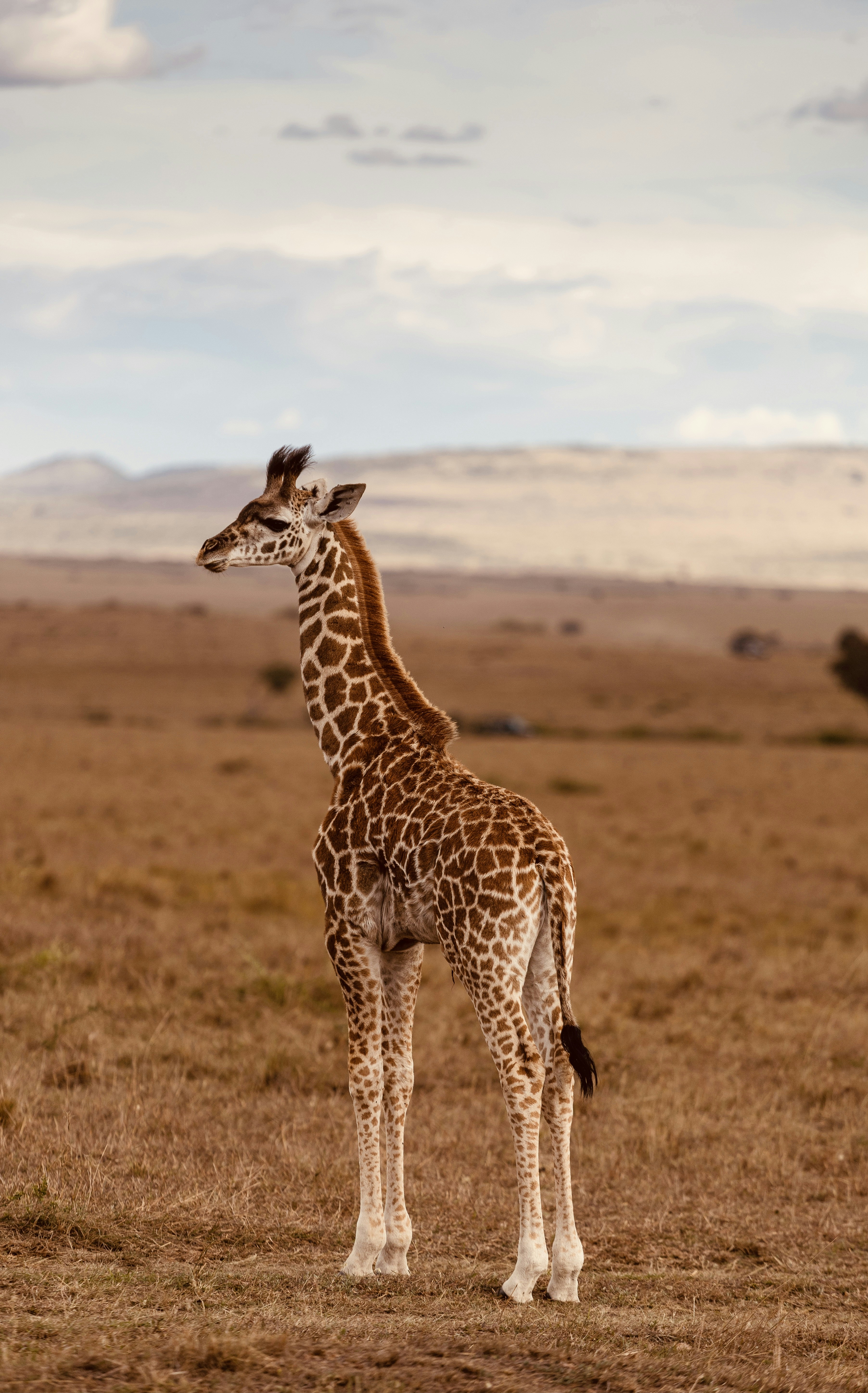 a giraffe standing in the middle of a field