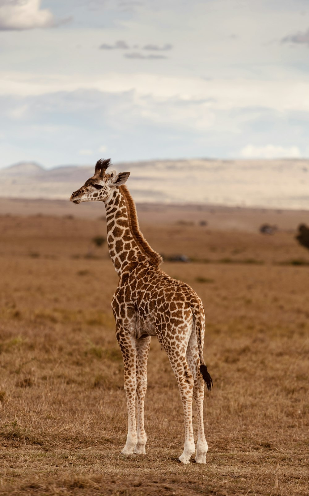 a giraffe standing in the middle of a field