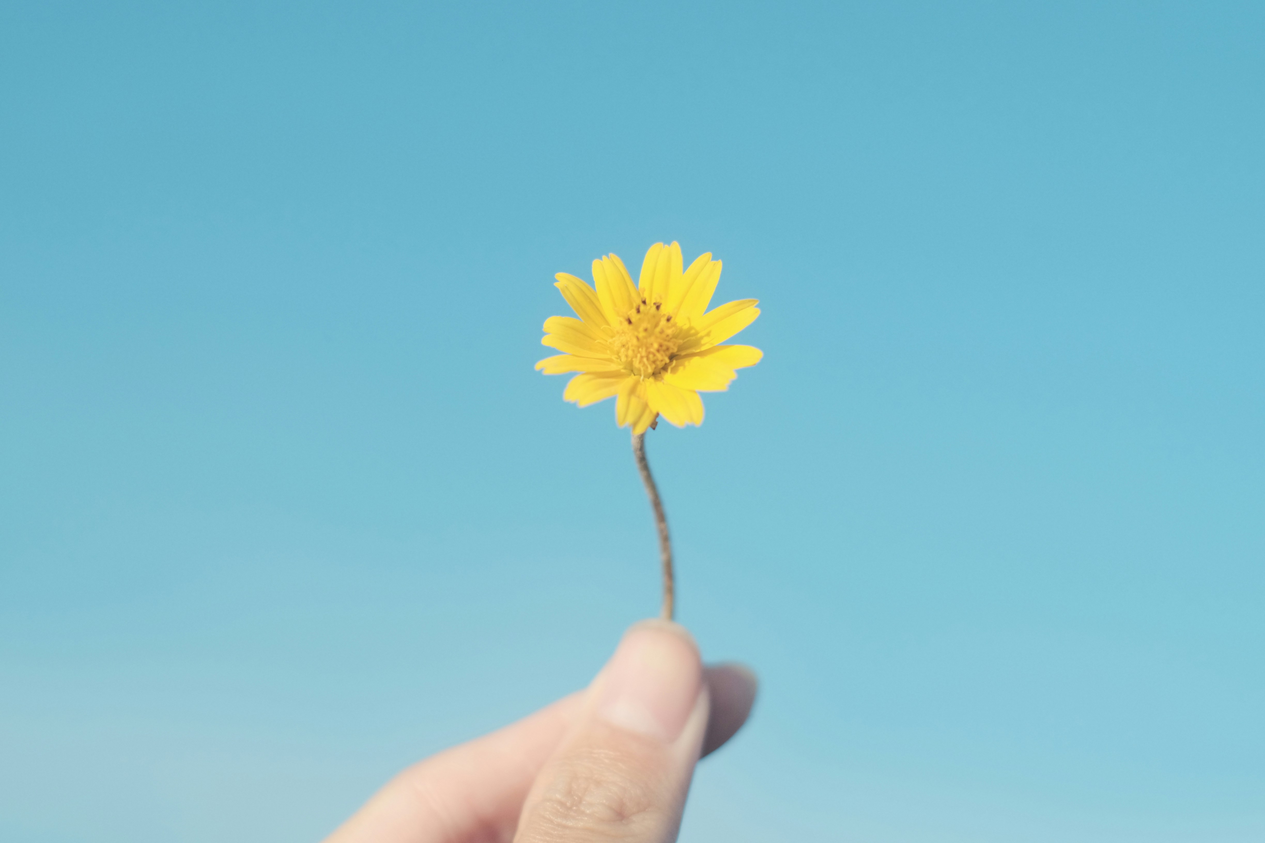 a hand holding a yellow flower against a blue sky