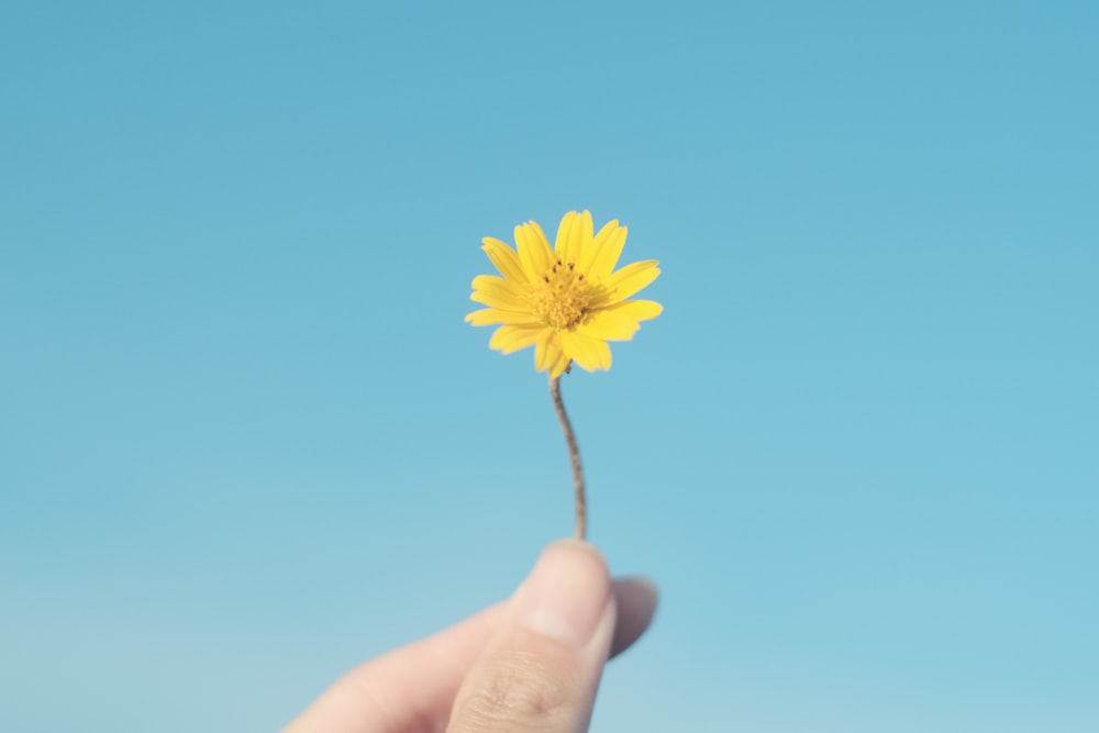 a hand holding a yellow flower against a blue sky