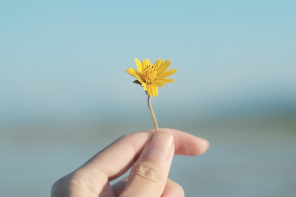a person holding a small yellow flower in their hand