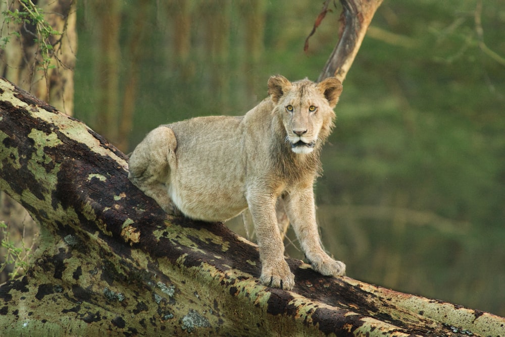 a lion standing on a tree branch in a forest