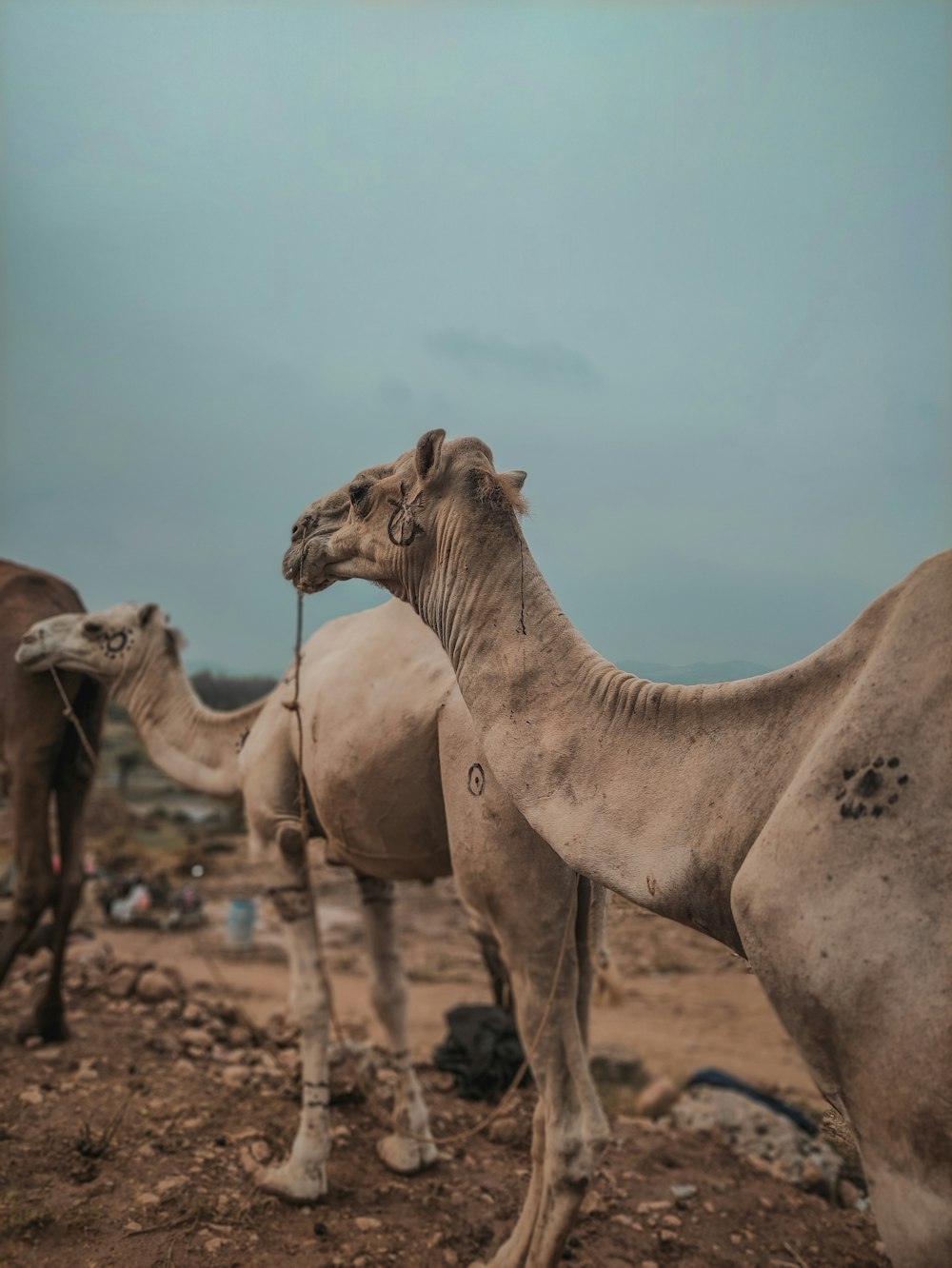 a group of camels standing on top of a dirt field