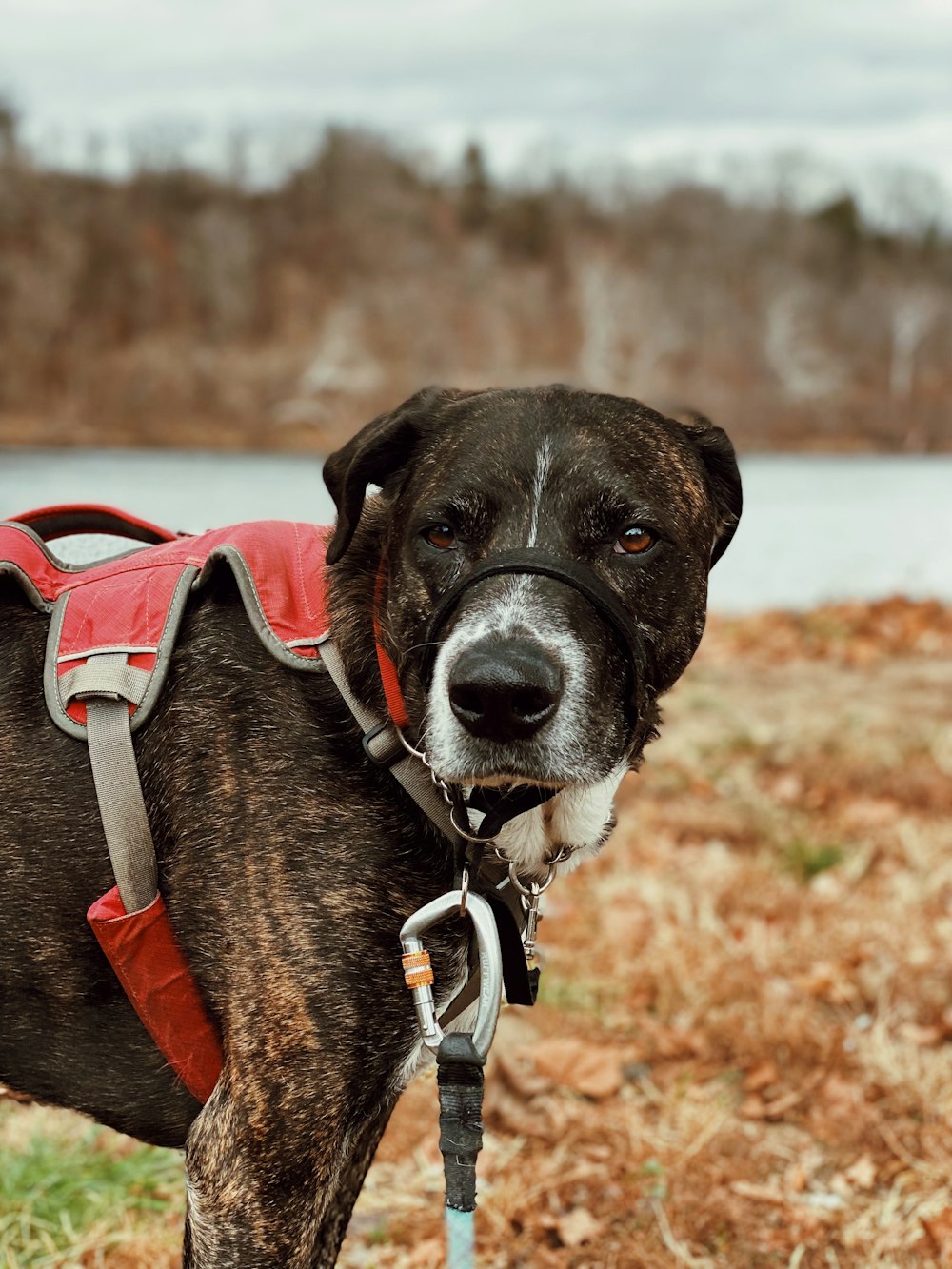 a brown and white dog wearing a red harness