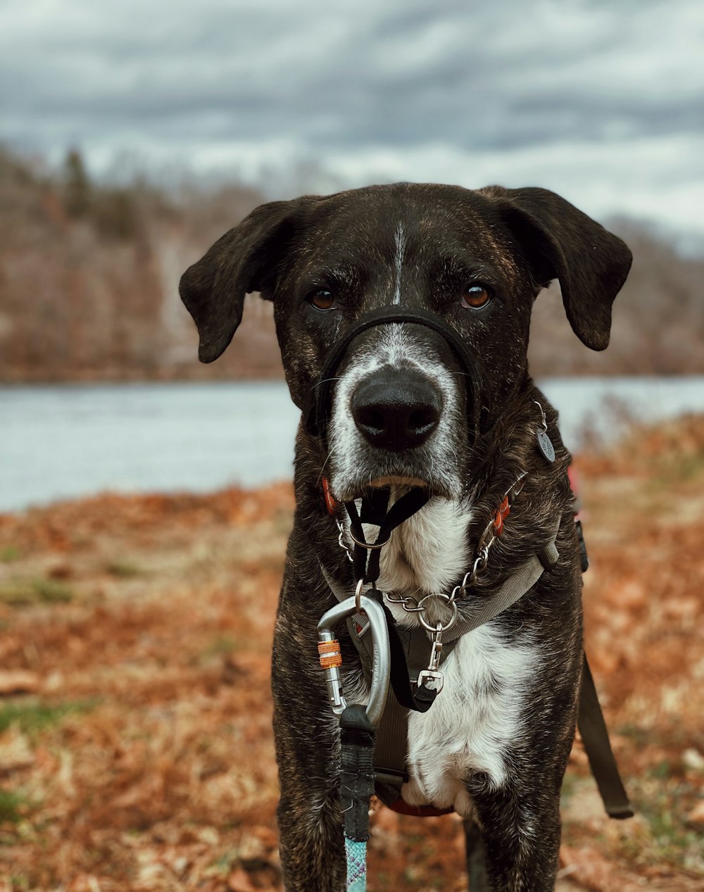 a black and white dog standing on top of a grass covered field