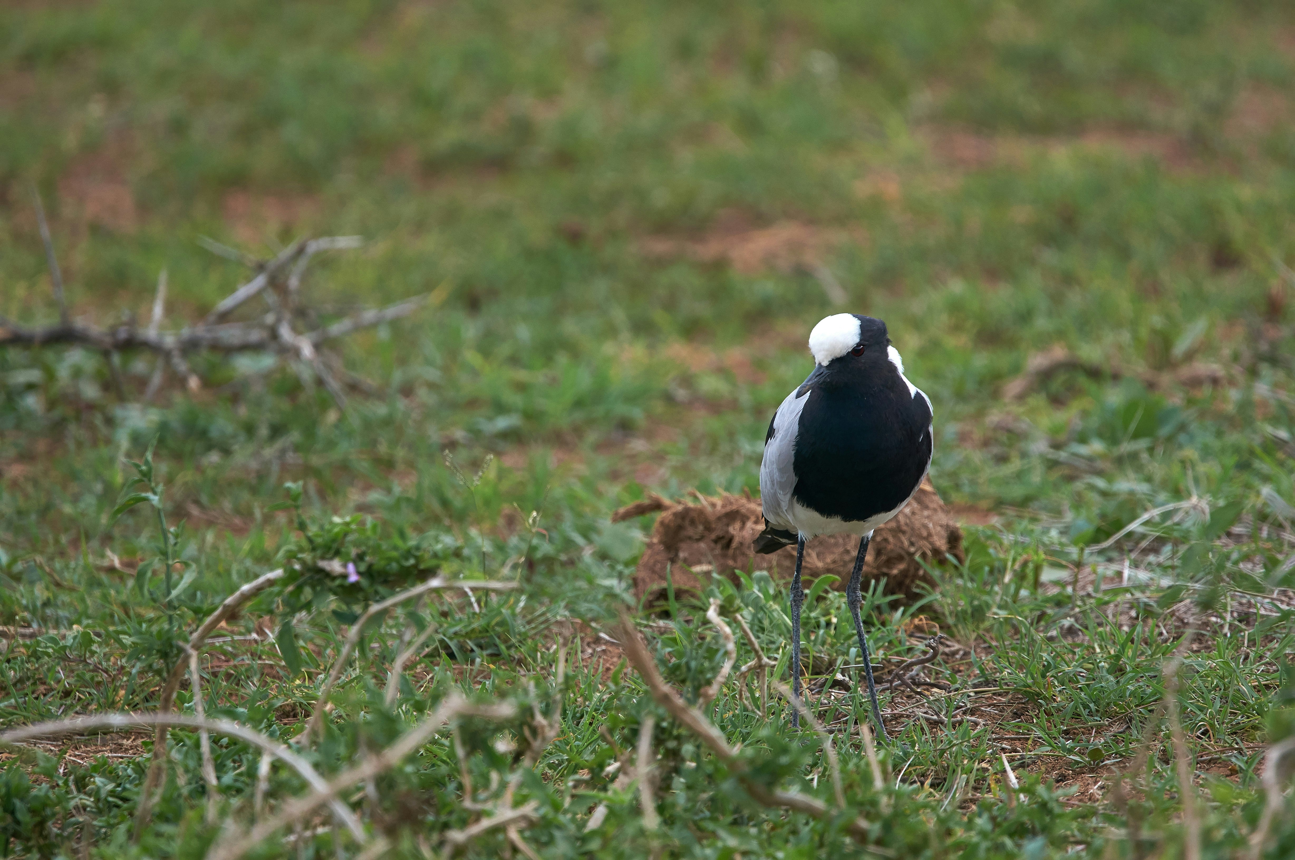 Photo by wolfgang_hasselmann