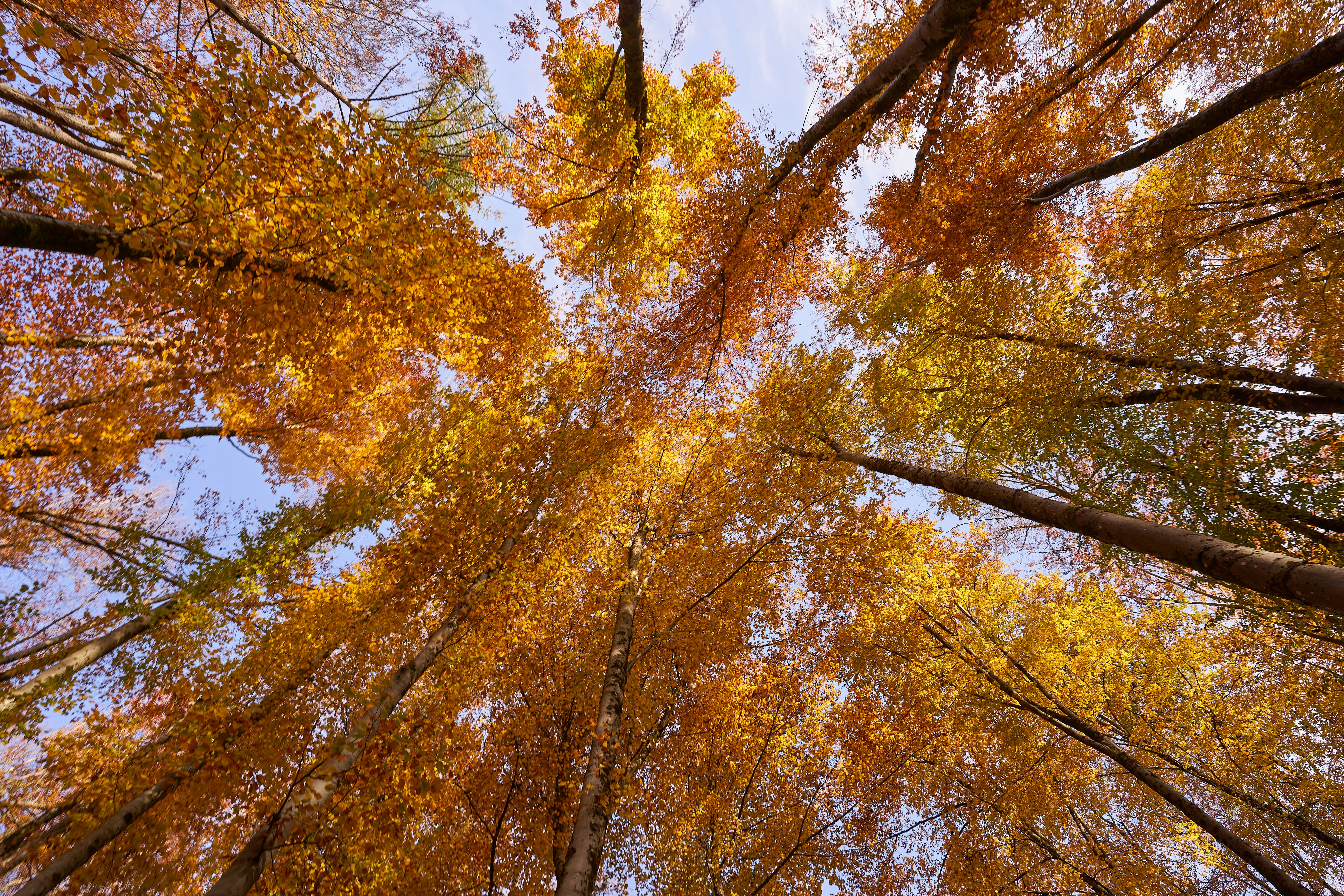 Photo by wolfgang_hasselmann