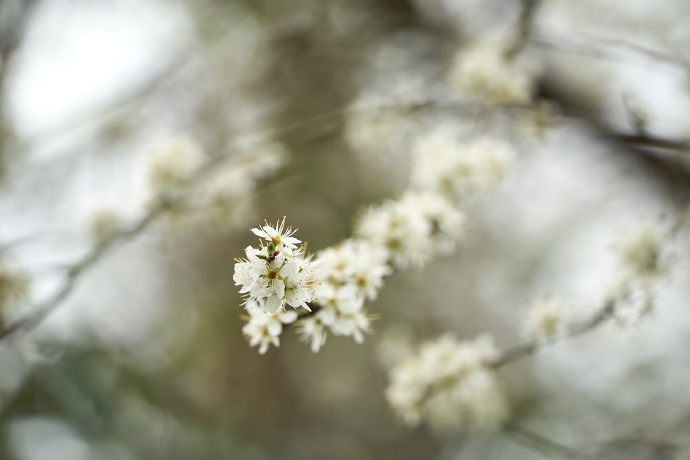 a close up of a tree with white flowers