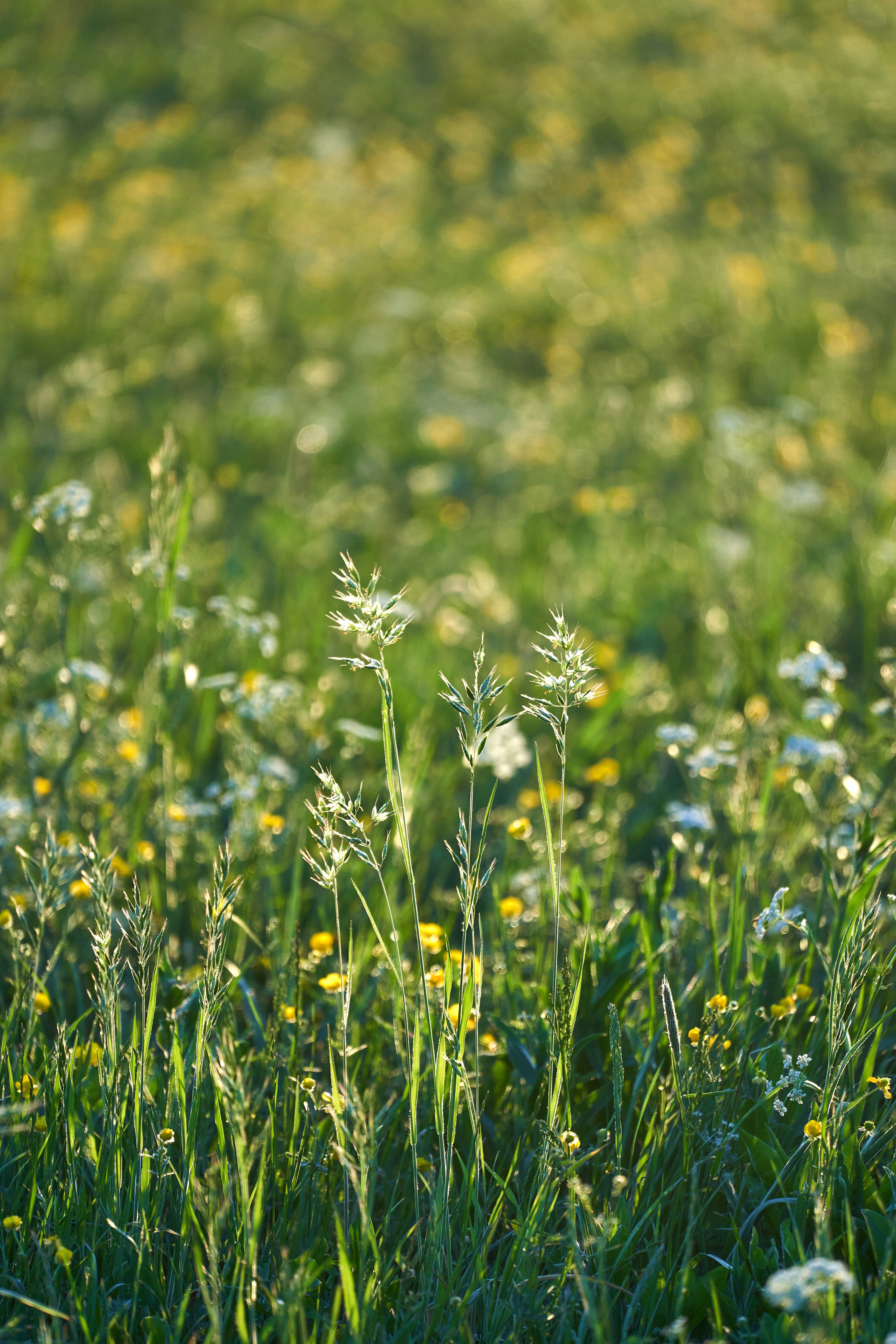 Photo by wolfgang_hasselmann