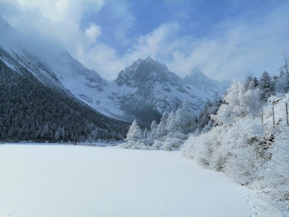 a snow covered mountain range with trees in the foreground