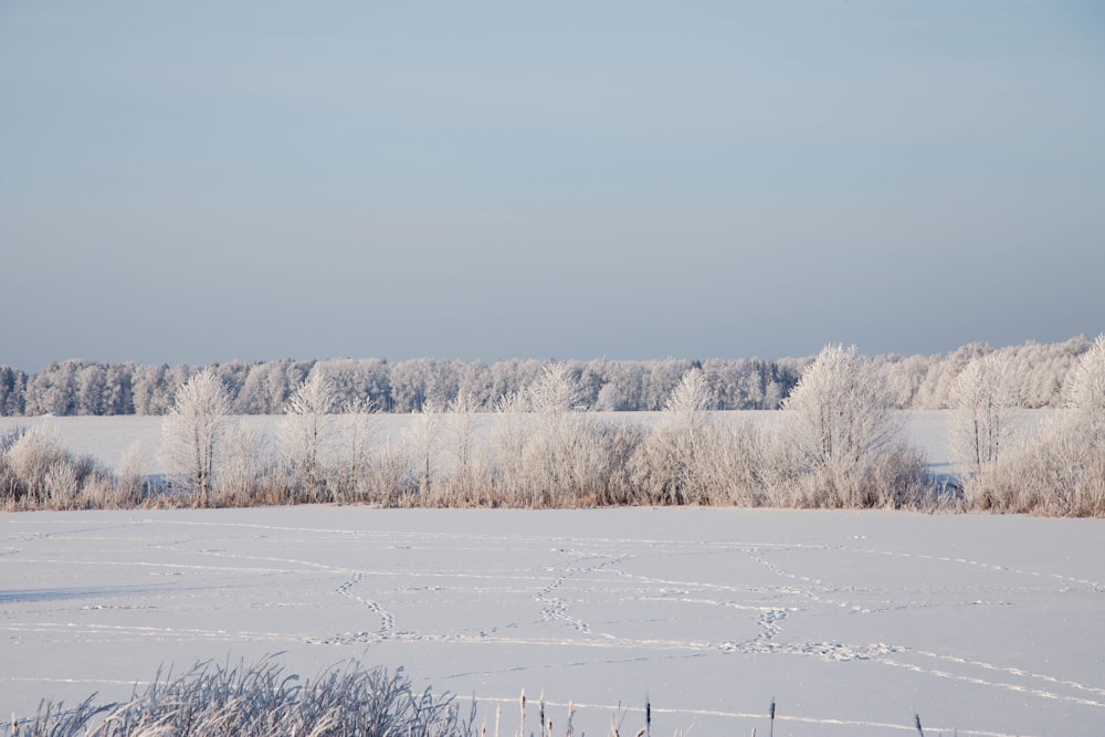 a field covered in snow next to a forest