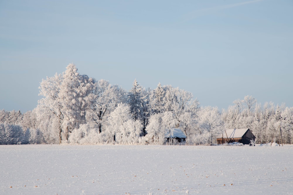 um campo coberto de neve com um celeiro e árvores