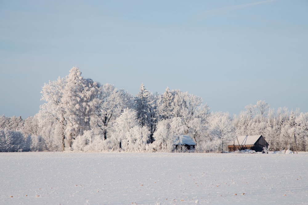 a snow covered field with a barn and trees
