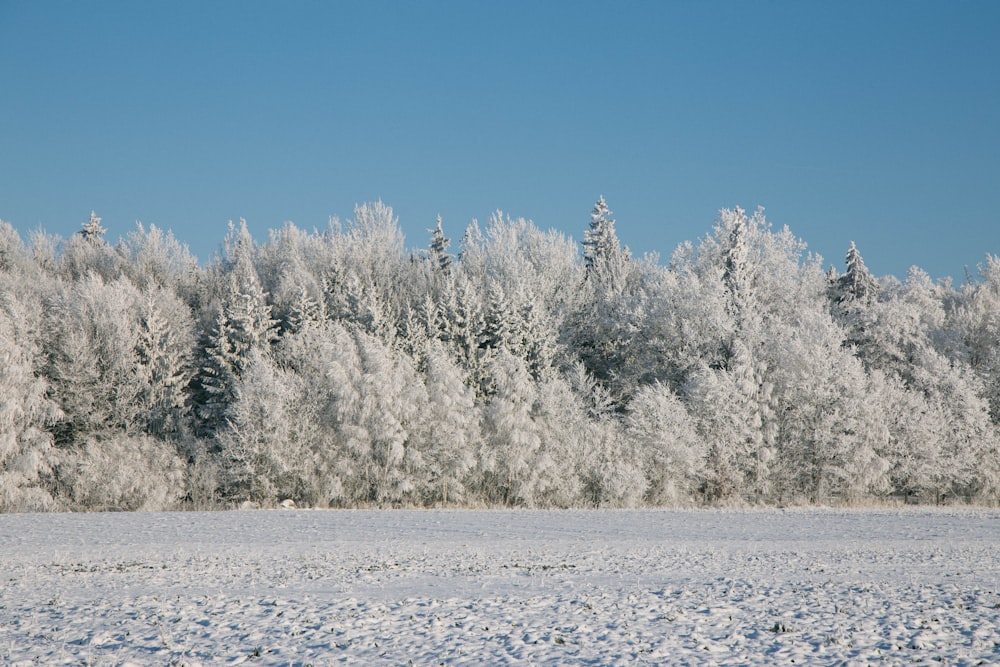 Un campo cubierto de nieve con árboles al fondo