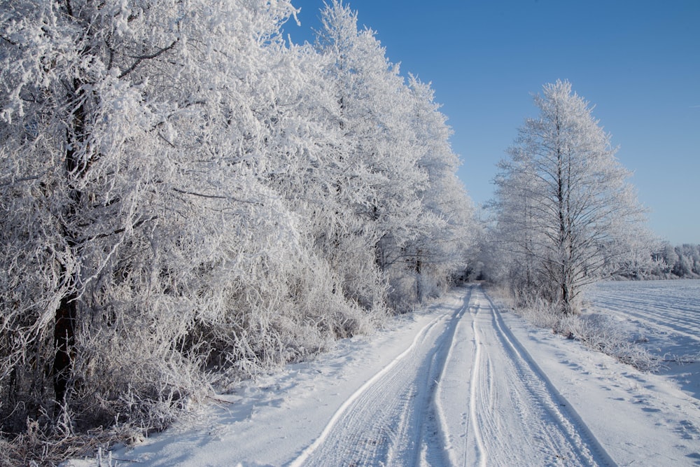 a snowy road surrounded by trees and snow covered ground