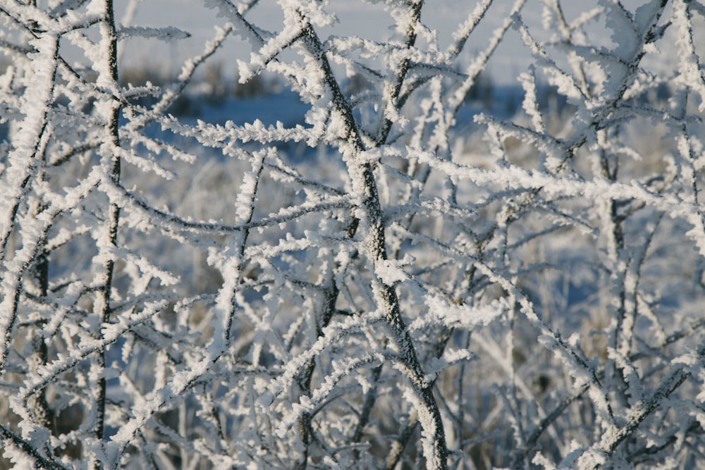 Nahaufnahme eines mit Eis bedeckten Baumes