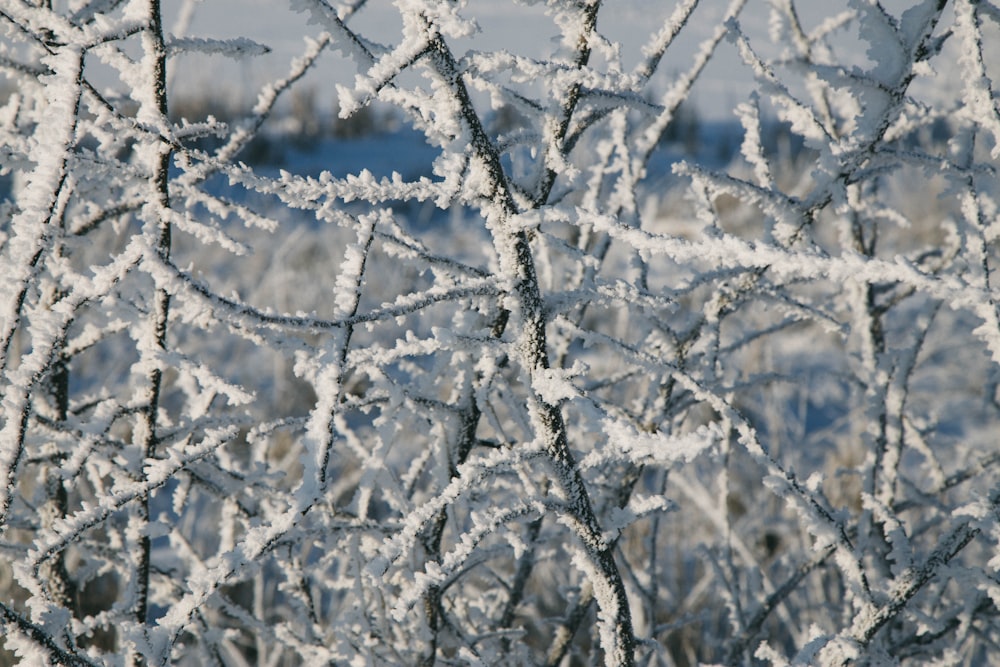 Un primo piano di un albero coperto di ghiaccio