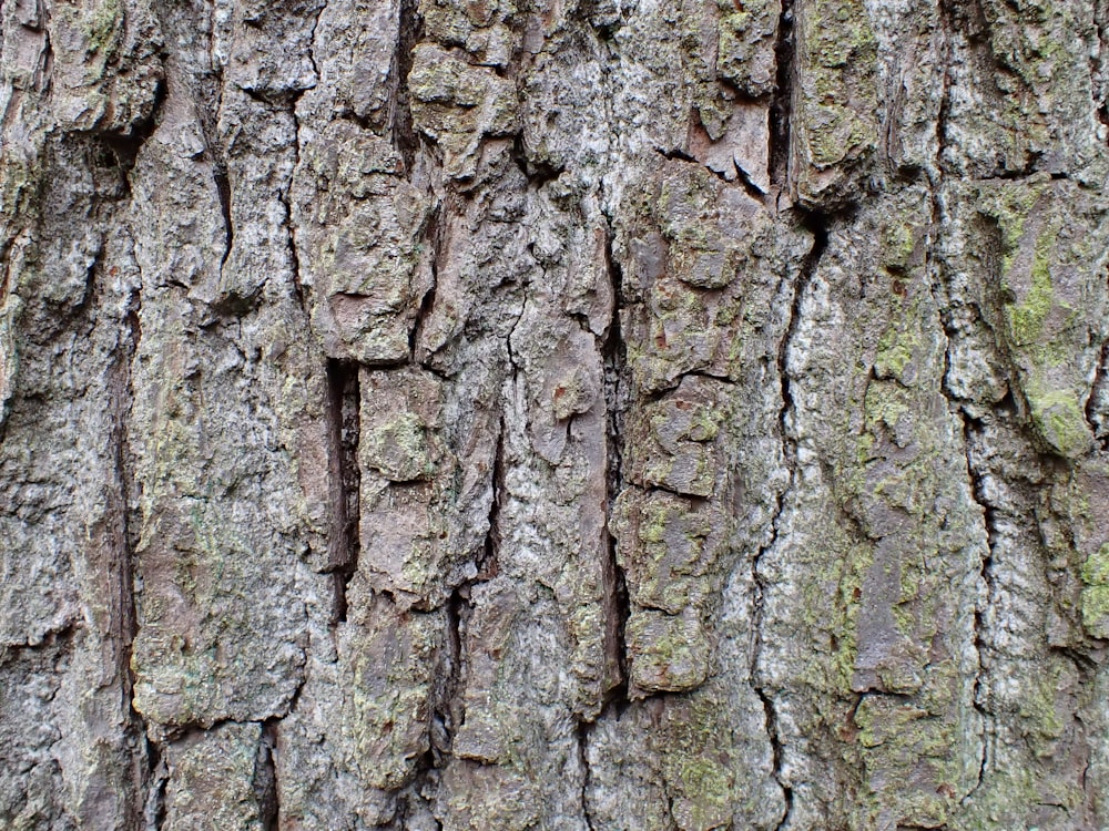 the bark of a tree with moss growing on it