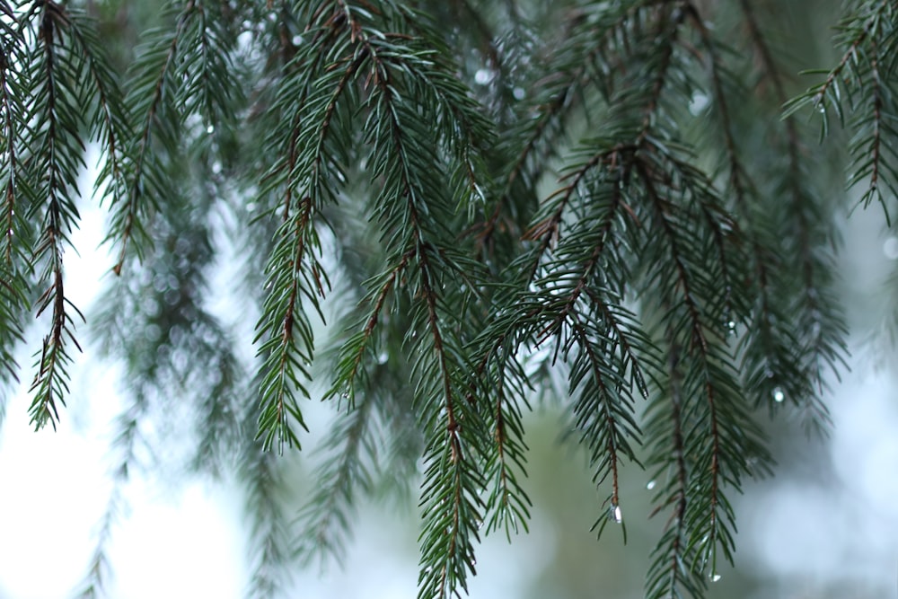 a close up of a tree branch with drops of water on it