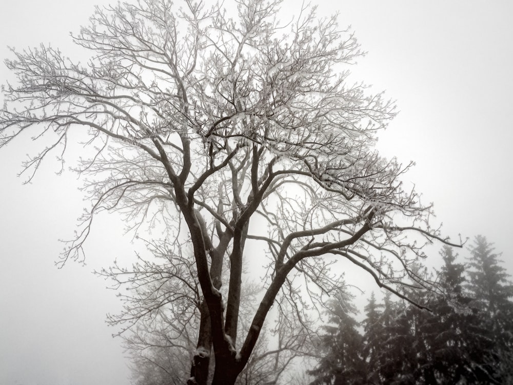 un arbre sans feuilles dans la neige