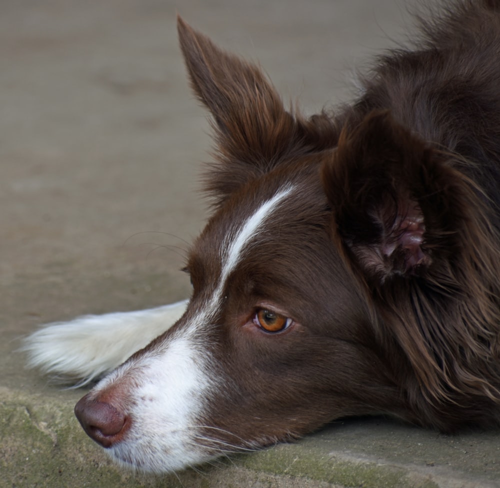 a close up of a dog laying on the ground