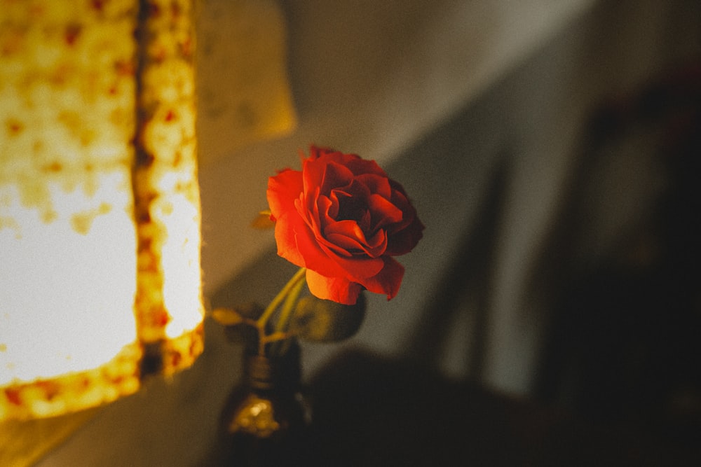 a single red rose in a vase on a table
