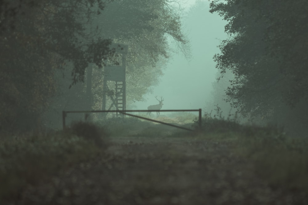 a gate in the middle of a foggy forest