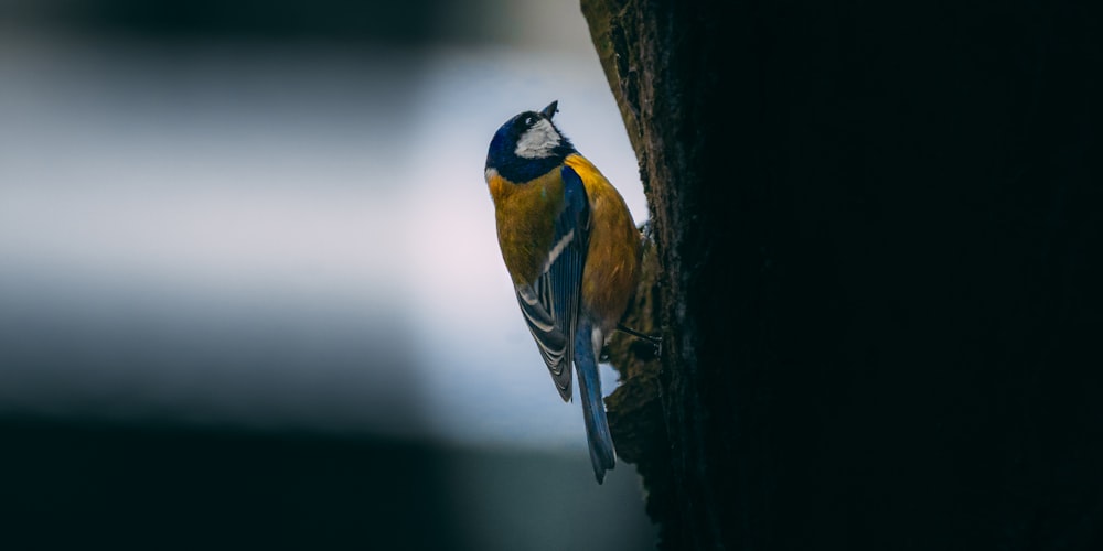 a colorful bird perched on a tree branch