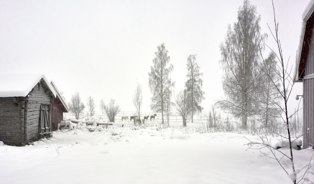 a snow covered yard with a barn and trees