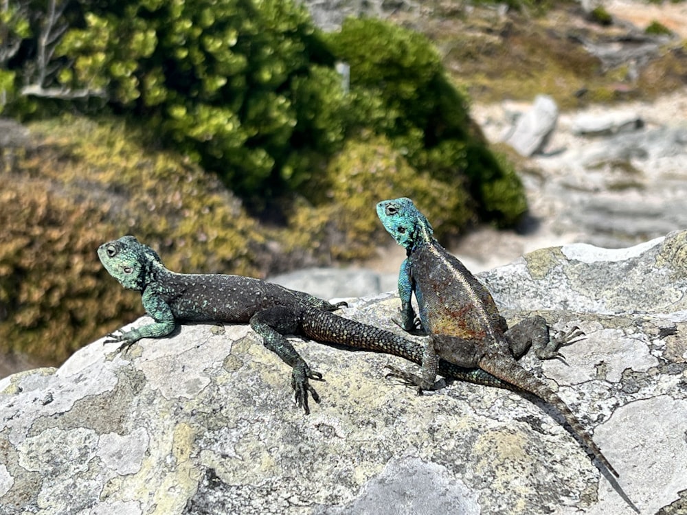 two lizards sitting on top of a large rock