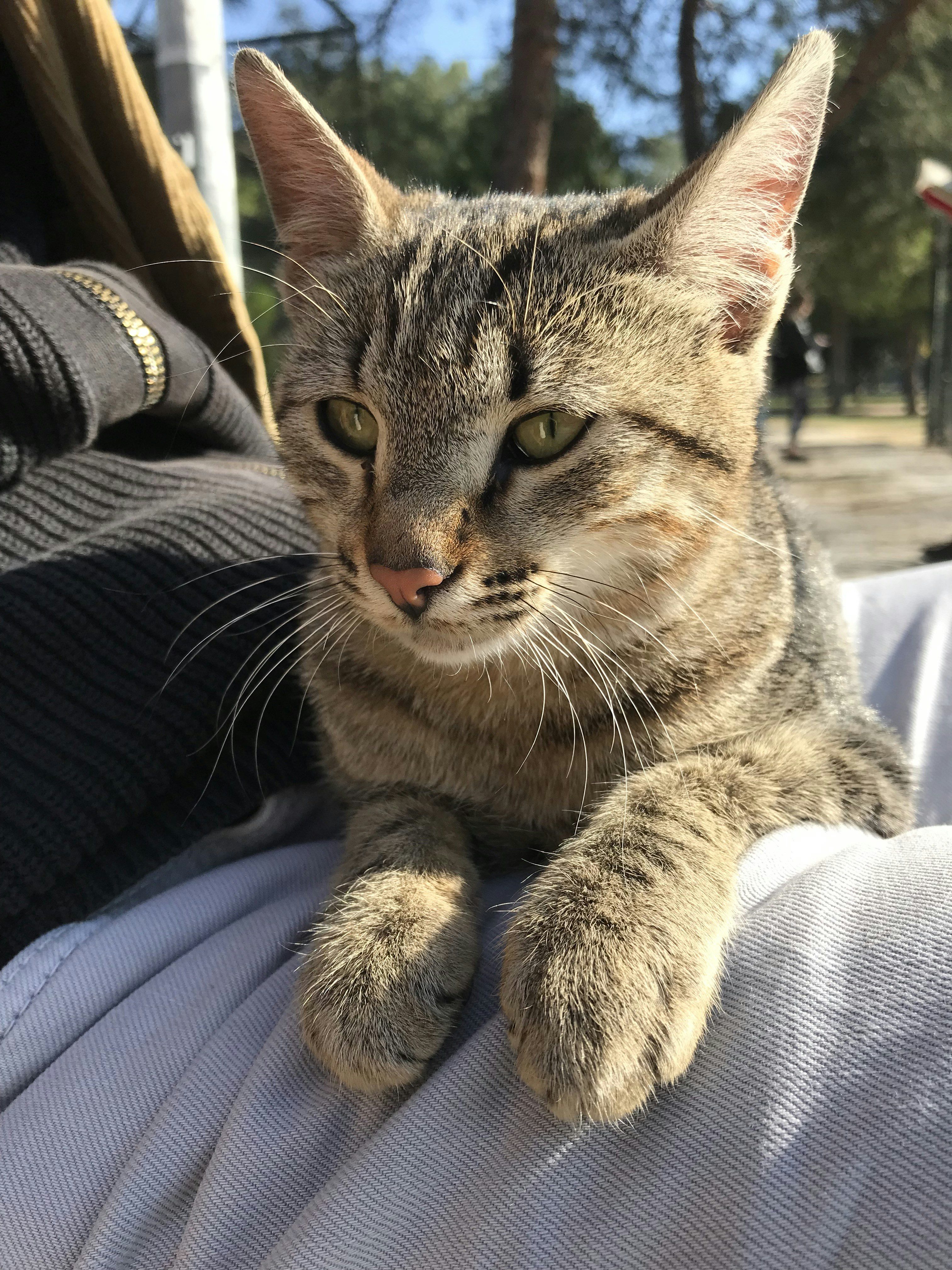 Adopt a Blue Bay Cat