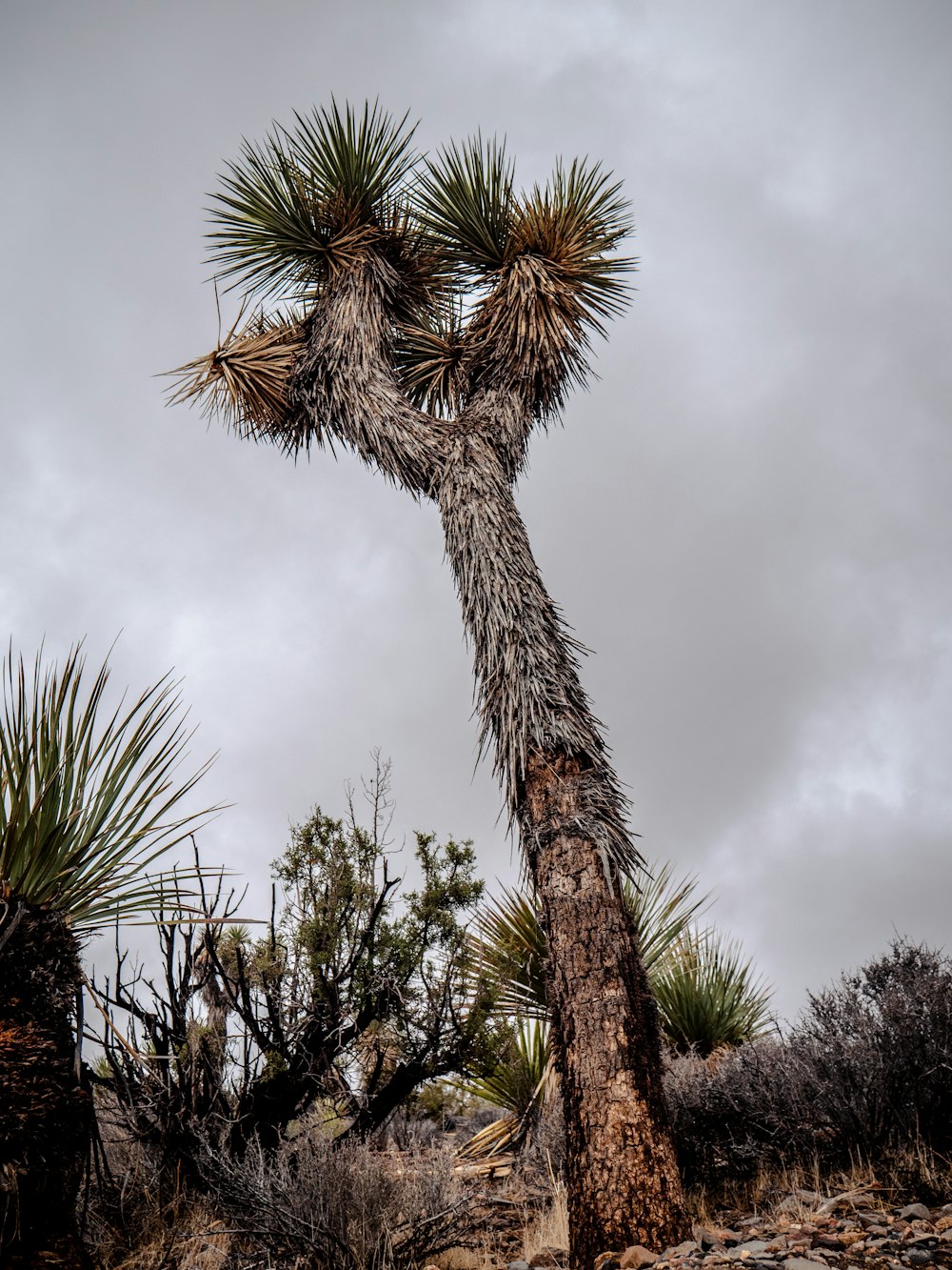 a very tall cactus tree in the middle of the desert
