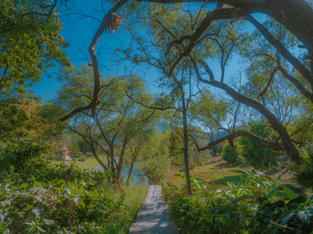 a path in the middle of a lush green forest