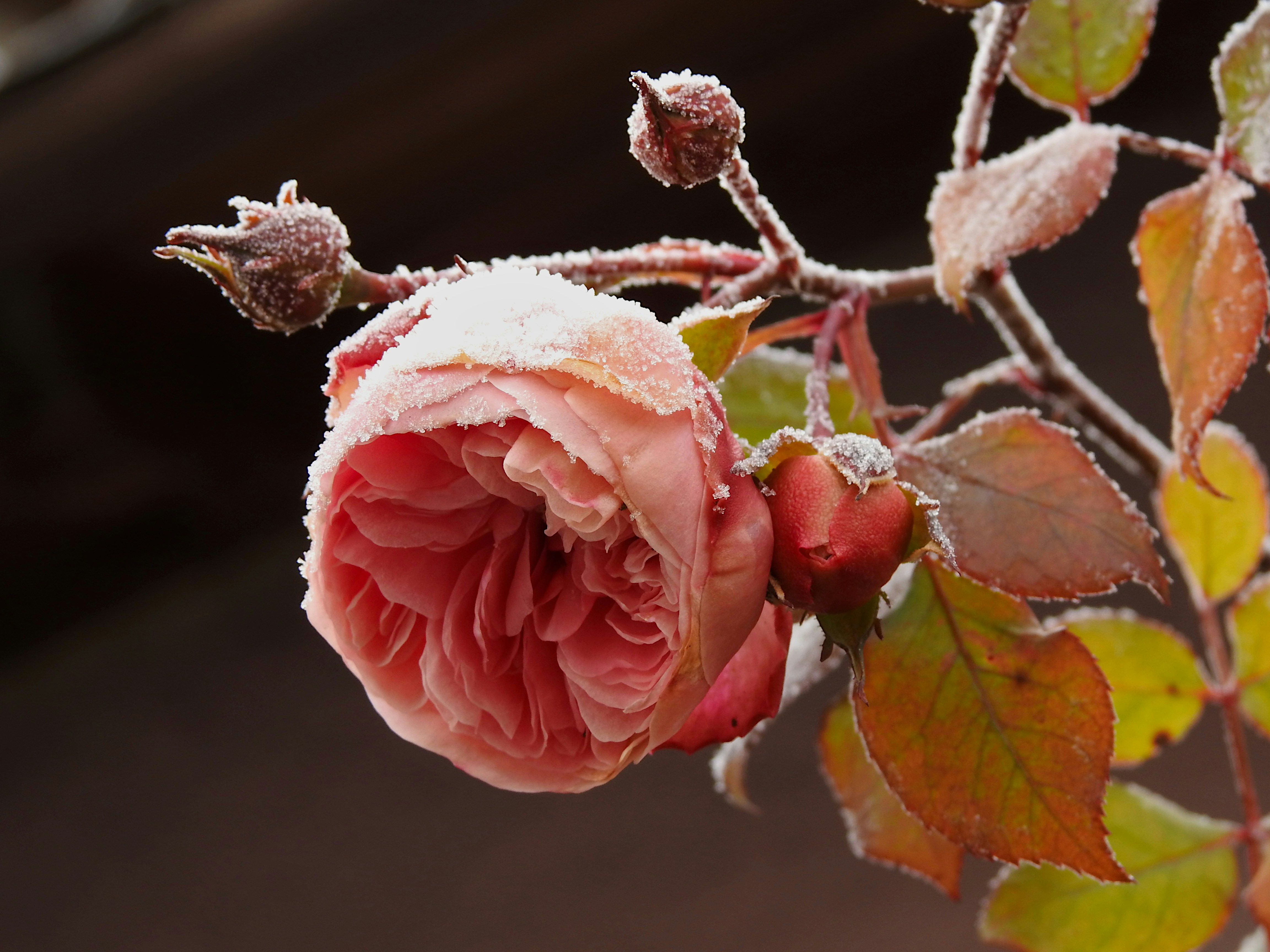 a pink rose with snow on it sitting on a branch
