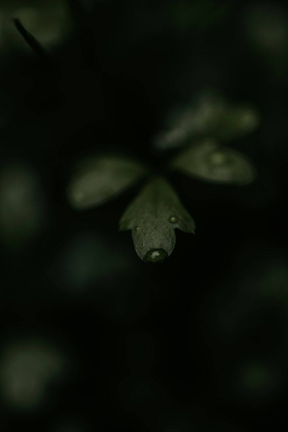 a close up of a leaf on a tree