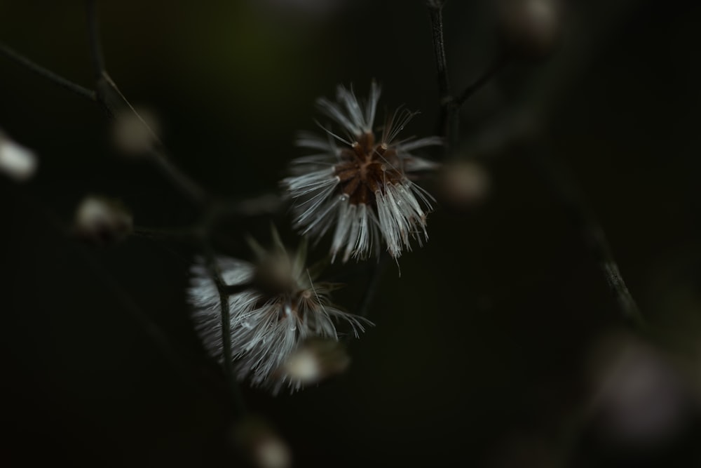 a close up of a flower on a tree branch