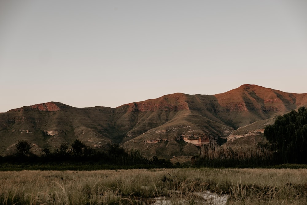 a grassy field with mountains in the background