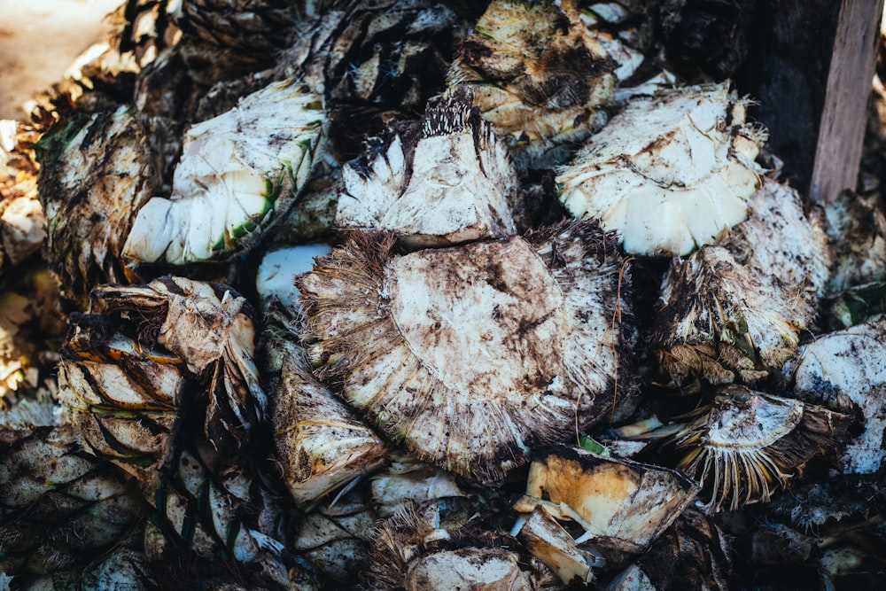 a pile of clams sitting on top of a pile of pine cones