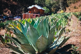 a large green plant sitting in the middle of a field