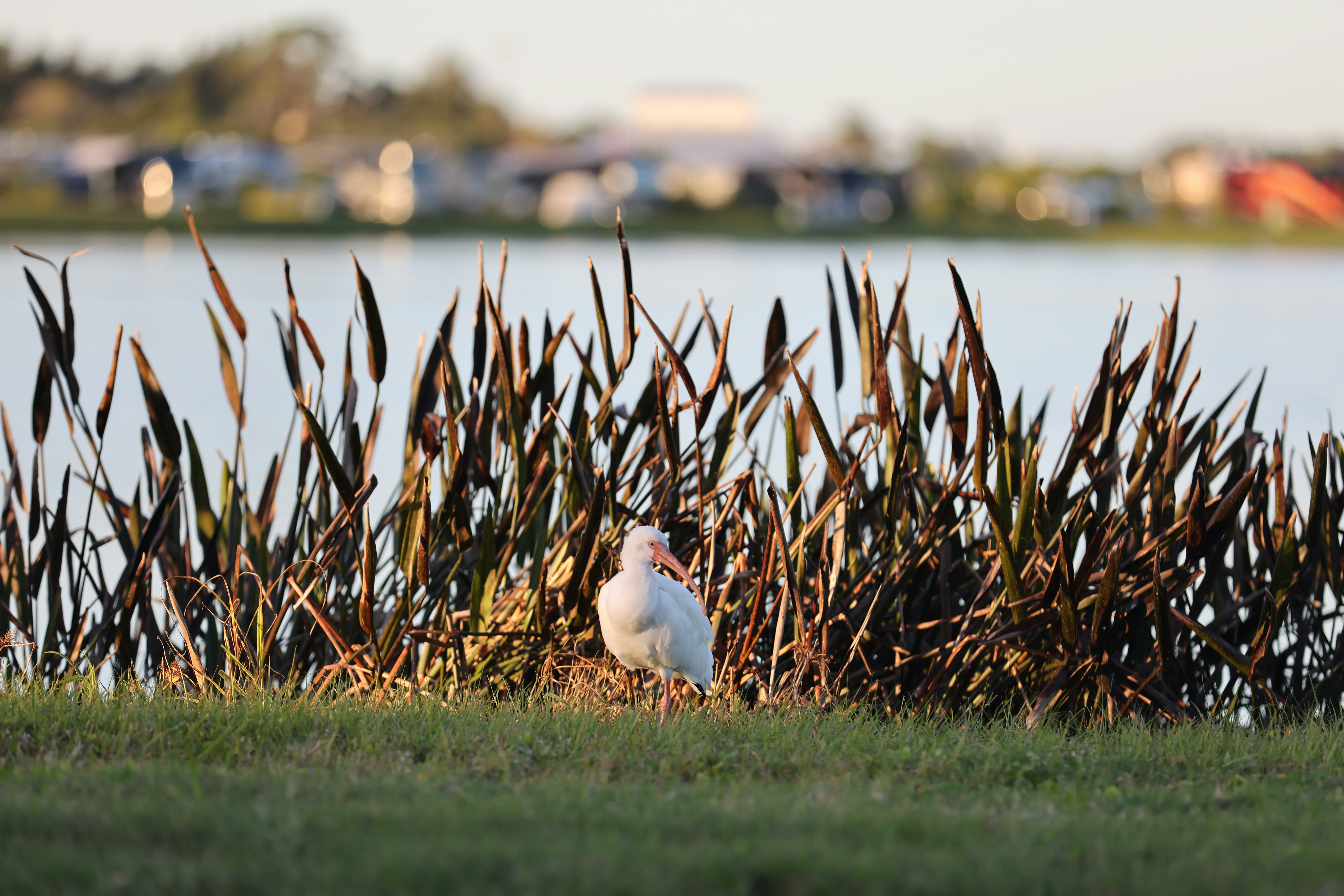緑豊かな野原の上に座る白い鳥